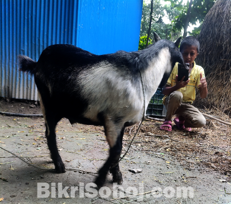 ব্ল্যাক বেঙ্গল পাঠা